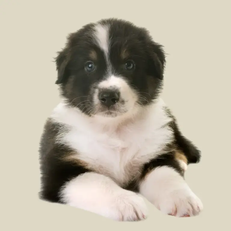 839_693667220a157-Photoroom_6936c93183a21